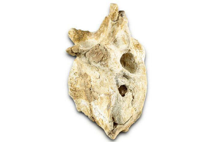 Cretaceous Crocodylomorph Vertebra - Morocco #325118